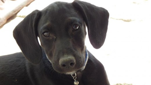 Perro de estatura media, color negro y pelo corto. Tiene tres años, es un perro muy juguetón y cariñoso. Es un perro acostumbrado a vivir en un jardín grande. Está castrado y tiene todas las vacunas hechas, pero no tiene chip.